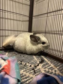 Rescue Guinea Pig Guinea Pigs for Adoption in Annapolis, Maryland - Big Daddy | PetCurious